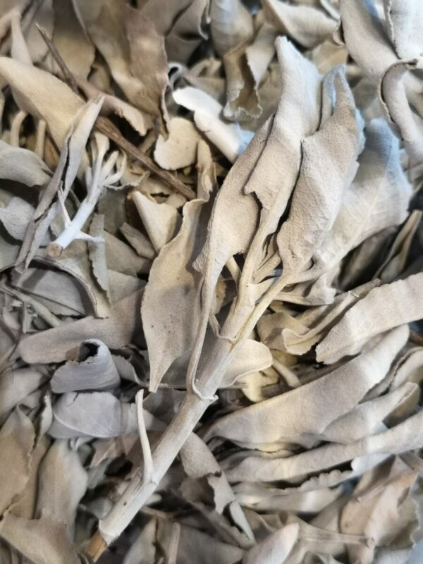 loose Wild White Sage